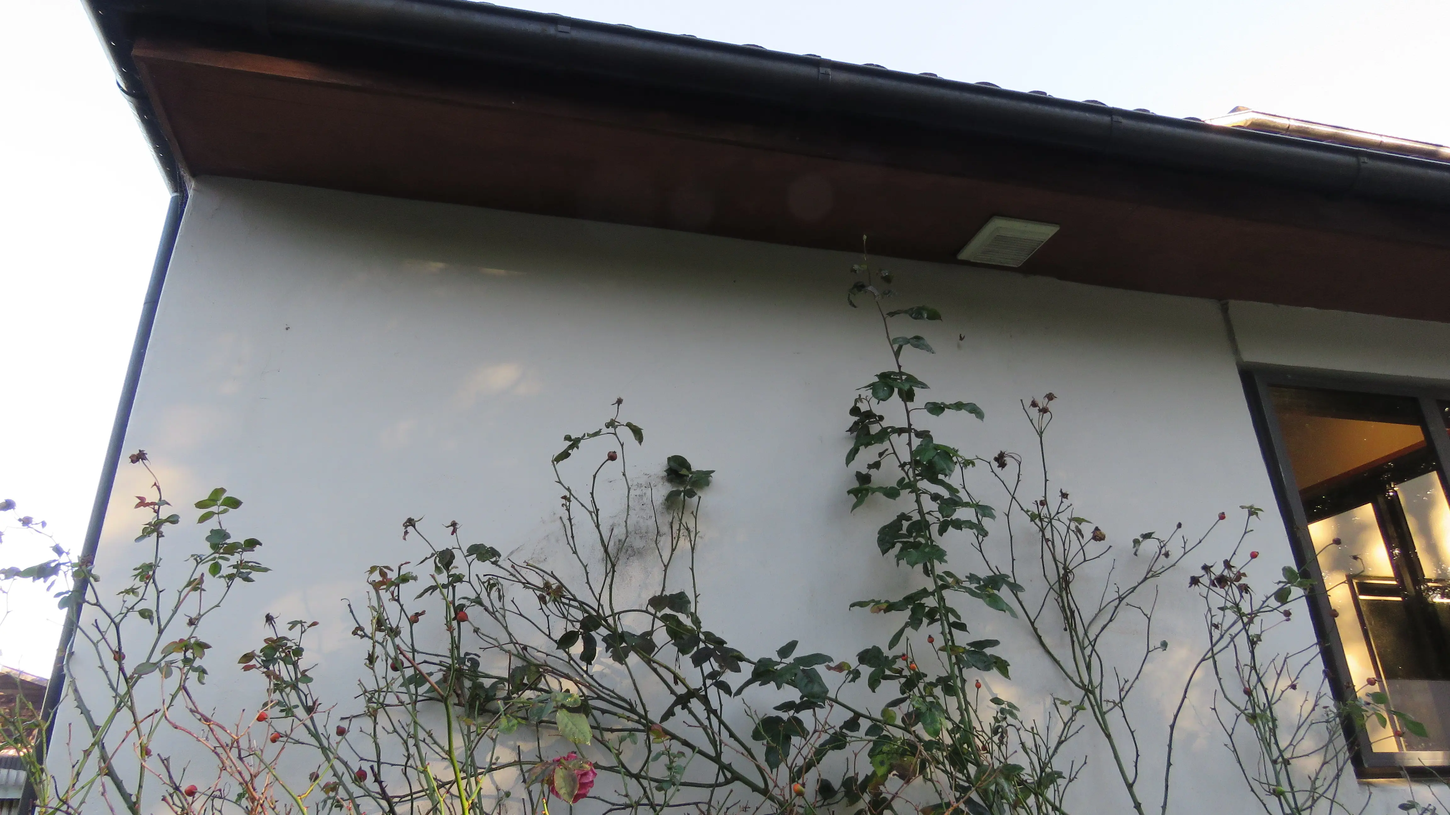 Plaster cladding house wash, before professional exterior cleaning
